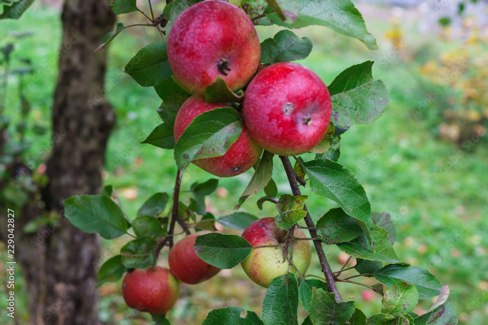 Branch of apple trees bending under the weight of fruit. Autumn orchard. Branch of apple trees bending under the weight of fruit. Autumn orchard.