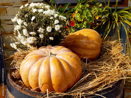 Pumpkin on a wooden barrel.