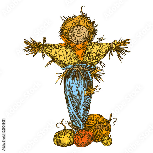 Rustic fun scarecrow and ripe pumpkins. Color. Engraving style. Vector illustration.