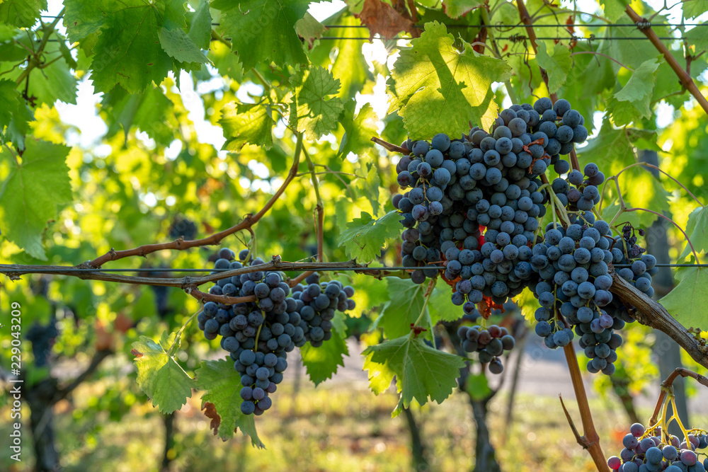 Red Wine Grapes on the Vine in Baden-Württemberg, Germany