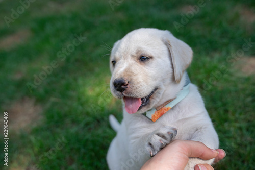 cute little labrador retriever dog puppy outdoors in nature 
