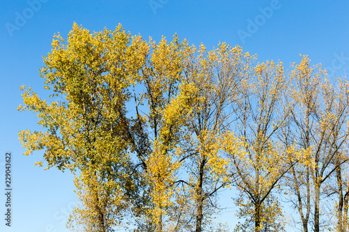 Fototapeta Naklejka Na Ścianę i Meble -  jesienne drzewa na niebieskim niebie