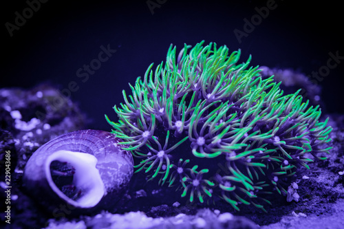 Obraz na płótnie Green Star Polyp (GSP) Coral w salonie