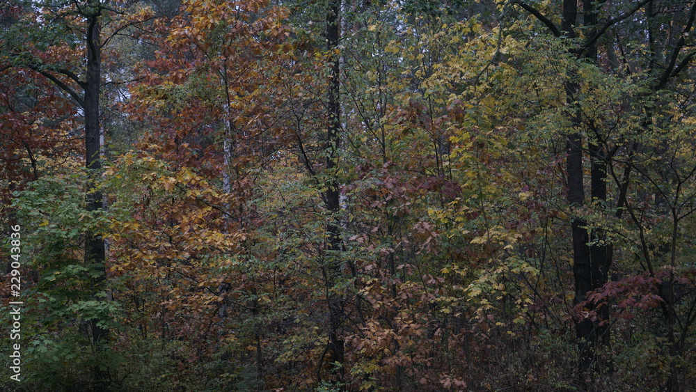 Fototapeta premium Herbst in Klotzsche