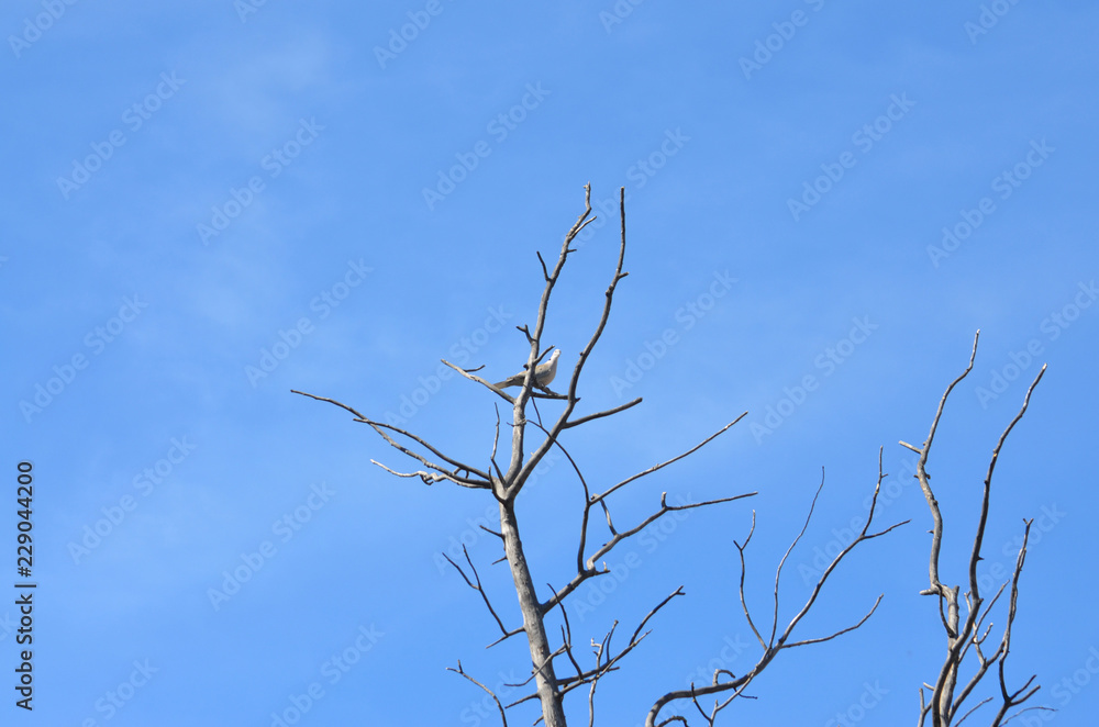 Obraz premium Dove on Bare Tree in Lisbon 1