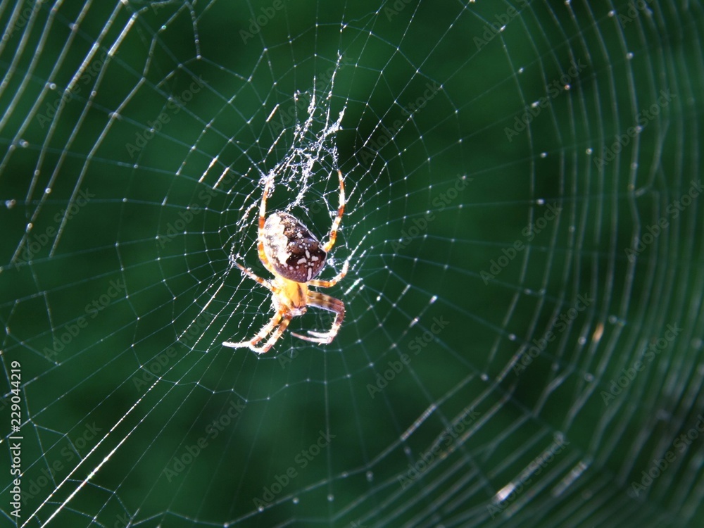 Kreuzspinne im Netz auf der Lauer. Kreuzspinne im Netz auf der Lauer.