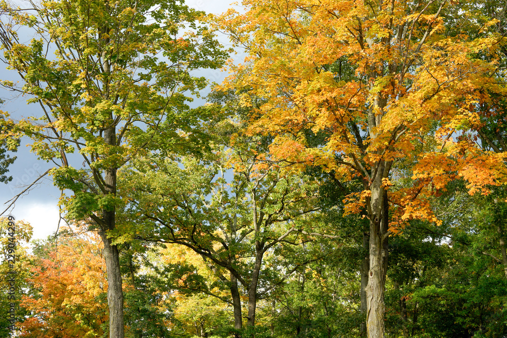 tree in autumn