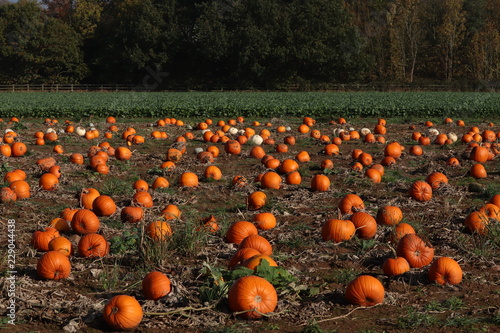 oange and white pumpkins in a arm patch