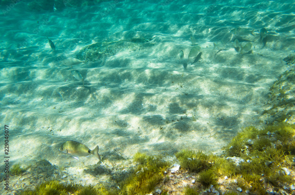 Fish by the sandy bottom in the Mediterranean