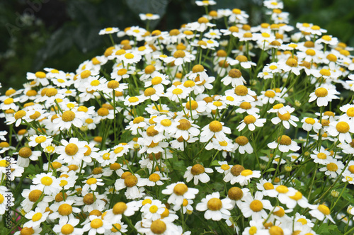 Pyrethrum parthenium or chrysanthemum parthenium white flowers  photo