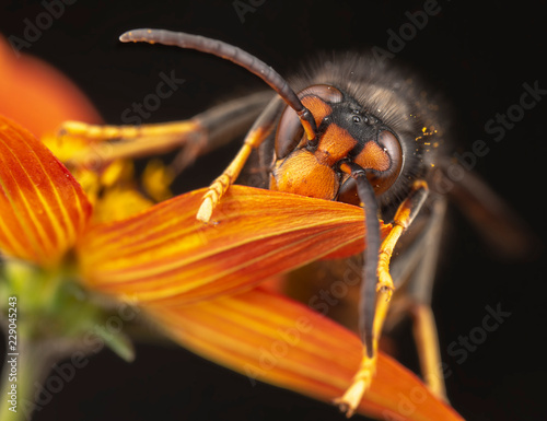 Real Vespa Velutina Macro