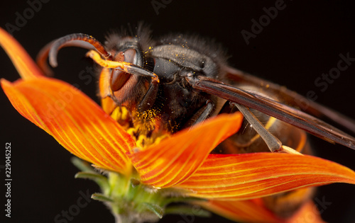 Real Vespa Velutina Macro photo