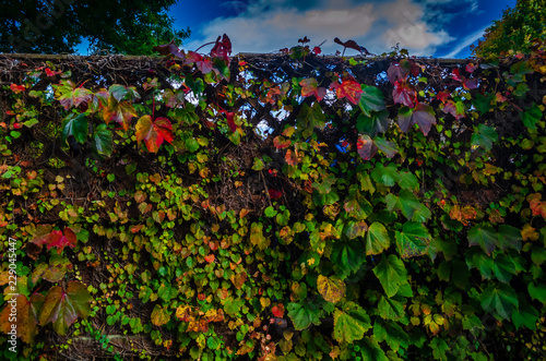 Fototapeta Naklejka Na Ścianę i Meble -  colored autumn ivy leaves clinging to a fence