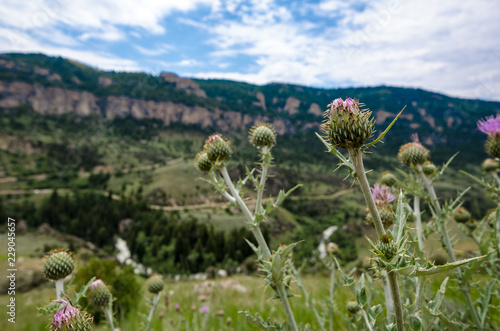 Canvas-taulu Selective focus on Thistle Weed in Montana, located on the side of the road on Beartooth Highway Pass