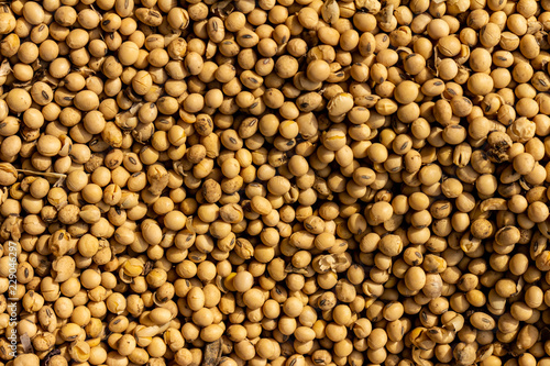 Close-up of soybeans. Small circular beans of beige color in the sun.