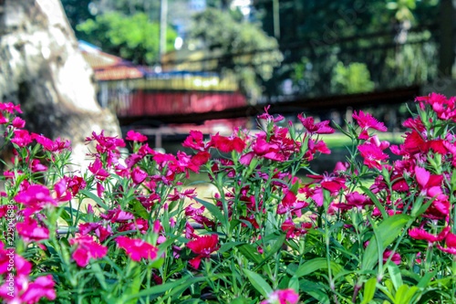 Fototapeta Naklejka Na Ścianę i Meble -  pink flowers with a bridge in the background