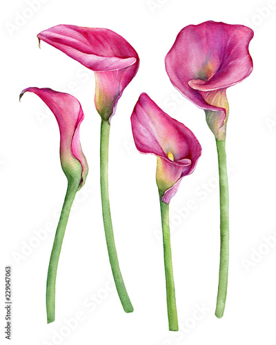 Photo Set of pink calla lily Zantedeschia rehmannii flower