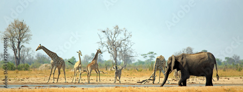 Makololo waterhole with Giraffes, Zebra and Elphant all coming to take a drink in the scorching African heat.  Hwange National Park, Zimbabwe -  Heat Haze is visible photo