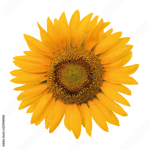 Fototapeta Naklejka Na Ścianę i Meble -  Colorful illustration of a sunflower blossom on a transparent background
