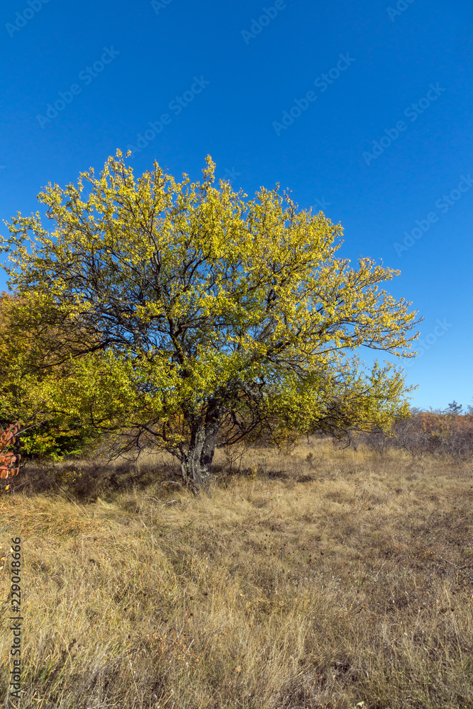 Amazing Autumn landscape of Cherna Gora (Monte Negro) mountain, Pernik Region, Bulgaria Amazing Autumn landscape of Cherna Gora (Monte Negro) mountain, Pernik Region, Bulgaria