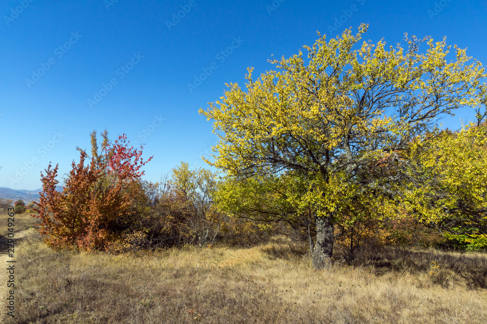 Amazing Autumn landscape of Cherna Gora (Monte Negro) mountain, Pernik Region, Bulgaria Amazing Autumn landscape of Cherna Gora (Monte Negro) mountain, Pernik Region, Bulgaria