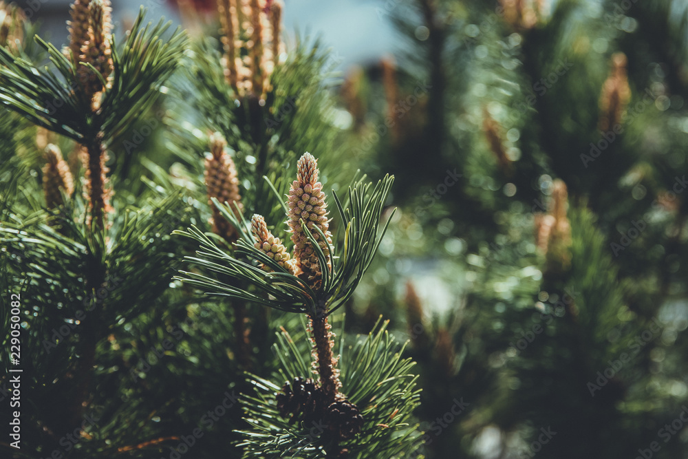 Beautiful green bumps on tree, summer background. Photography magical tree on blurred background Beautiful green bumps on tree, summer background. Photography magical tree on blurred background