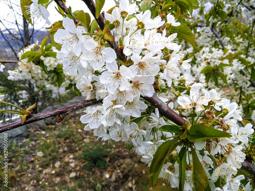 cerezo en flor en plena floración