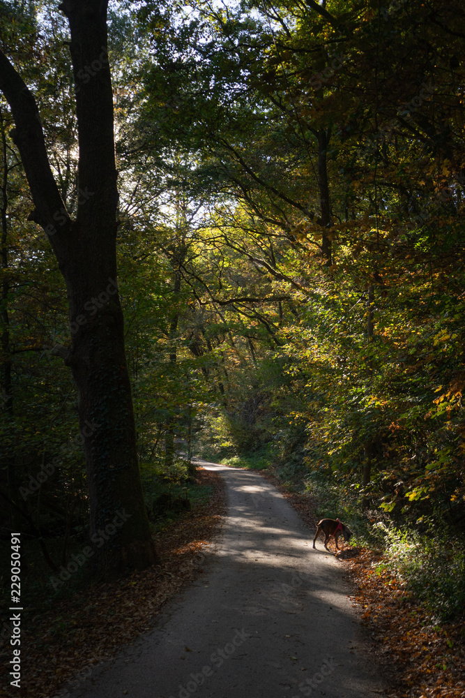 Obraz premium Wanderweg durch Wald im Herbst