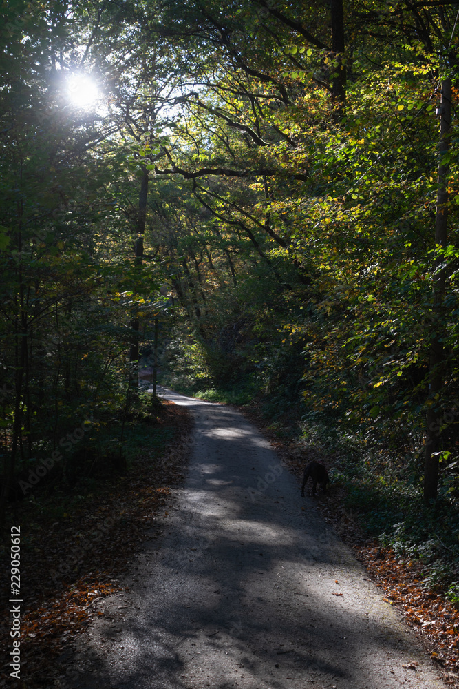 Wanderweg durch Wald im Herbst