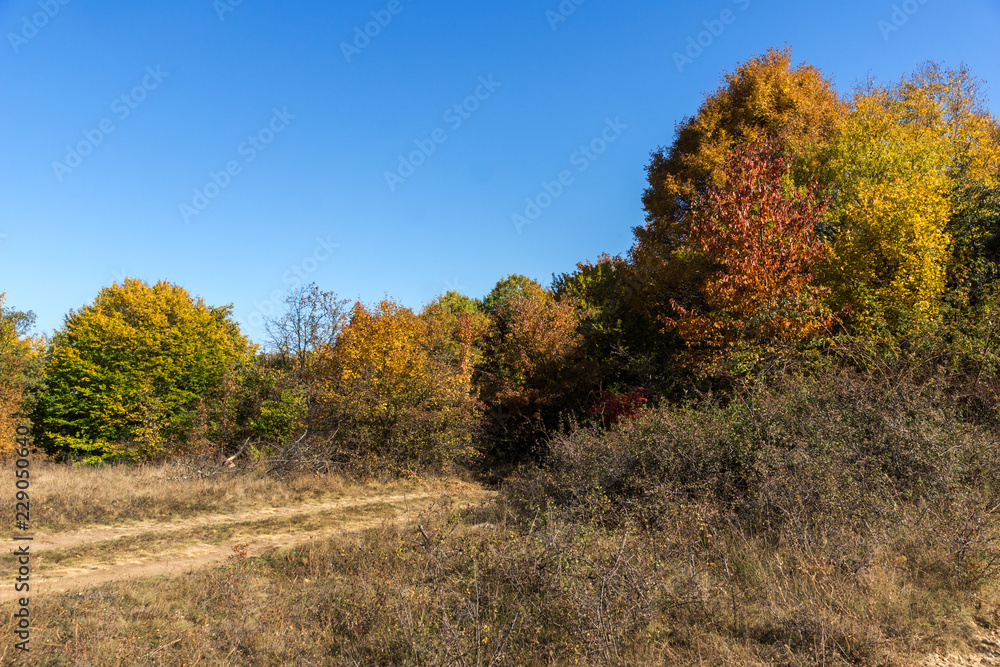 Fototapeta premium Amazing Autumn landscape of Cherna Gora (Monte Negro) mountain, Pernik Region, Bulgaria