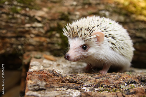  African pygmy hedgehog