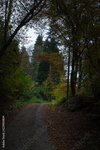 Wanderweg durch Wald im Herbst