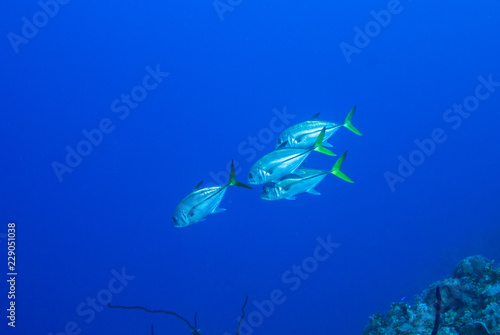 Four horseyed jacks cruising through the warm tropical water of the deep blue sea around Grancd Cayman in the Caribbean © drew