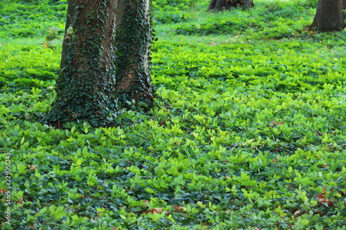 Fototapeta Naklejka Na Ścianę i Meble -  tiefgrüne Bodendecker unter alten Bäumen im Park