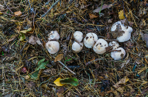 Autumn mushrooms growing in the autumn forest
