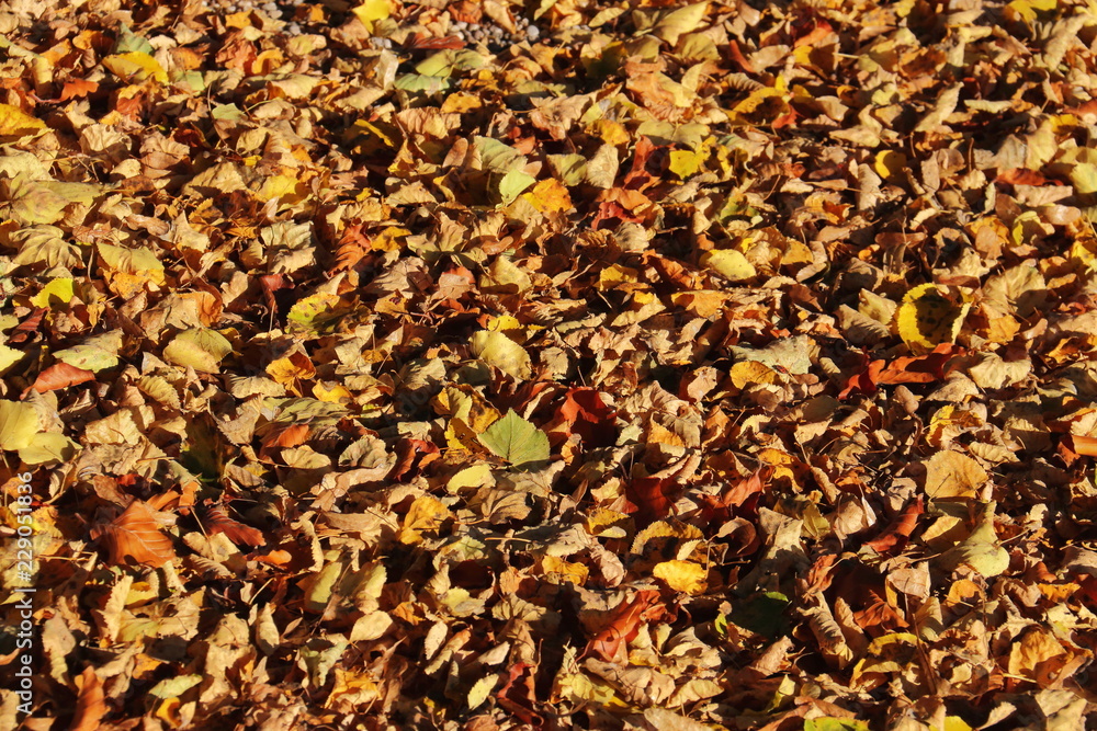 buntes Laub im Herbst buntes Laub im Herbst