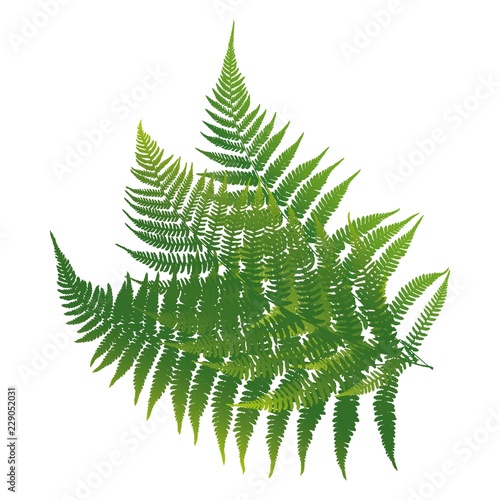 Three colored leaf fern. Vector illustration.