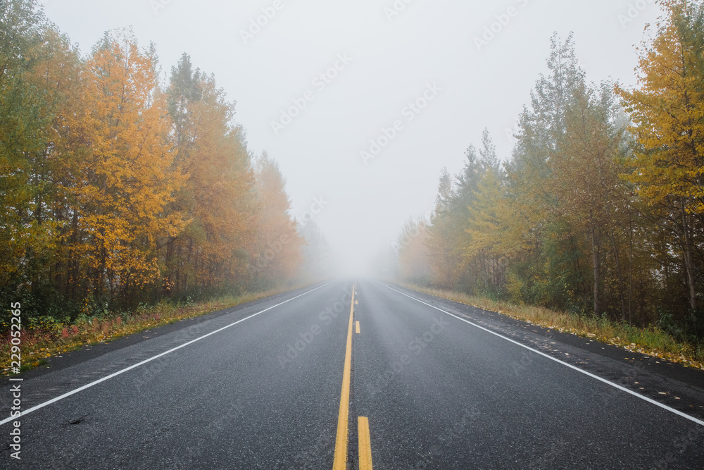 empty road in foggy autumn forest empty road in foggy autumn forest