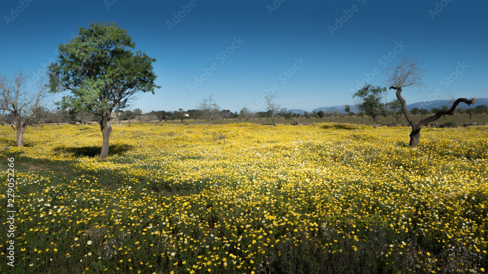 Obraz premium OLYMPUS DIGITAL CAMERA