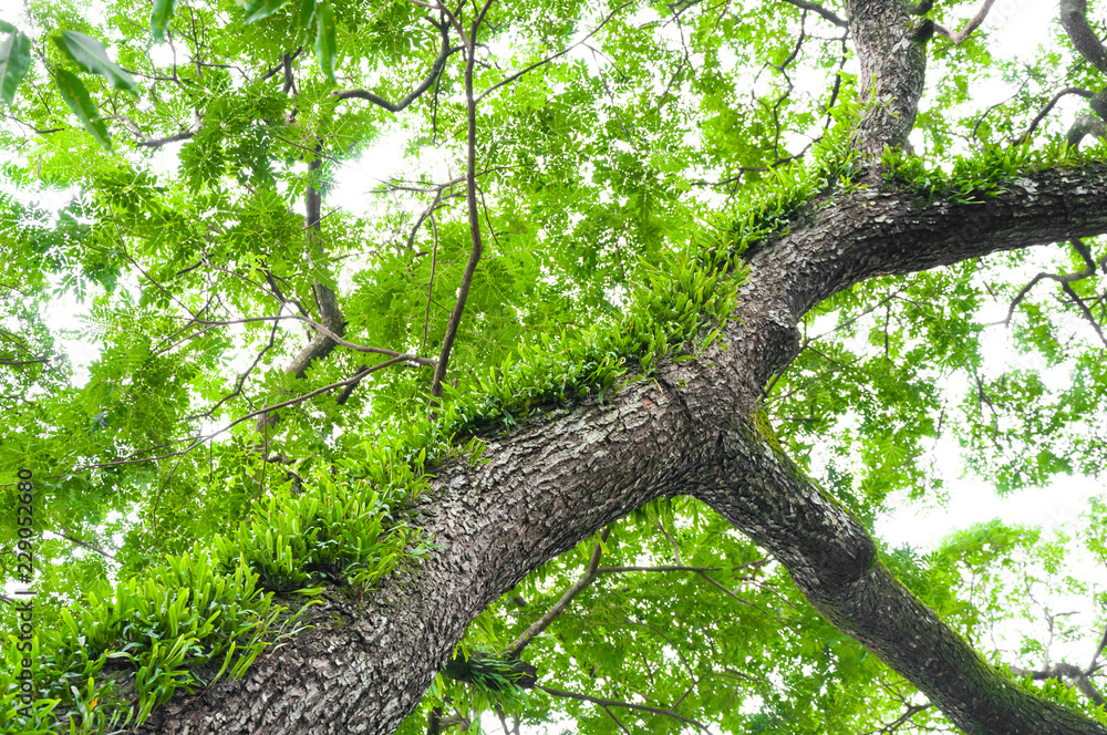 Fototapeta premium Branches of a large tree covered with ferns and moss parasitic