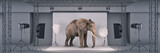 photo studio with elephant. 3d rendering