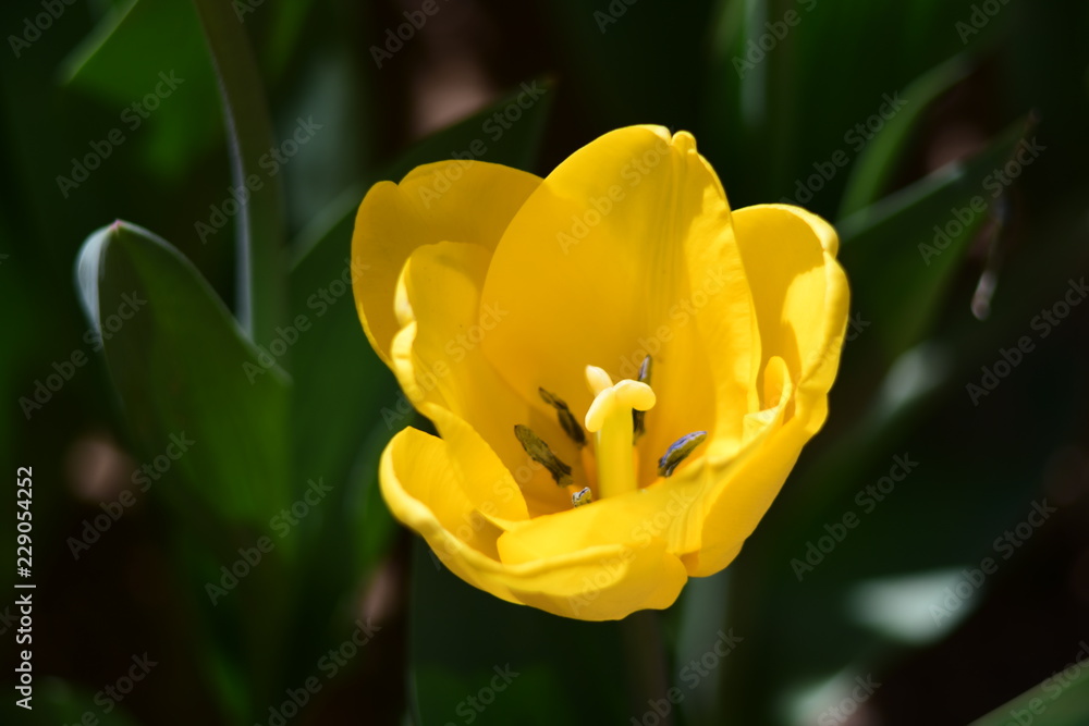 Naklejka premium tulip, flower, spring, nature, white, yellow, green, narcissus, plant, daffodil, garden, blossom, flowers, tulips, bloom, beauty, floral, field, flora, beautiful, daffodils, color, petal, leaf, season
