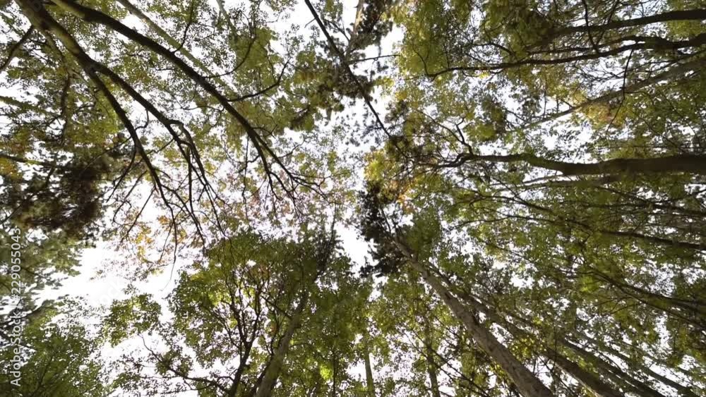 Forest with trees in autumn and rotating crowns