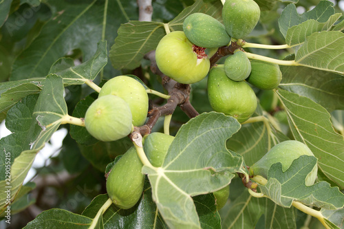 natural ripe fruit on the fig tree