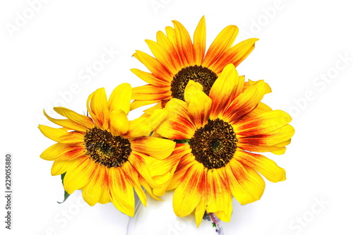 Fototapeta Naklejka Na Ścianę i Meble -  Bouquet of yellow garden decorative sunflower on white background. Isolated. Top view