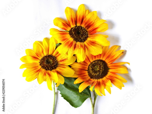 Fototapeta Naklejka Na Ścianę i Meble -  Bouquet of yellow garden decorative sunflower with green leaf on white background
