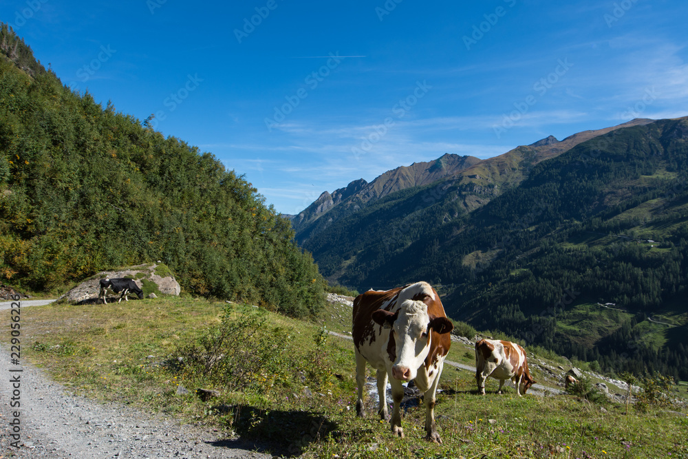 Obraz premium Kühe auf einer Alm in den Alpen