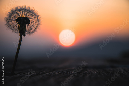 hey there Dandelion