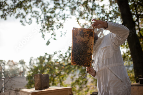 Cuadro en lienzo Imker beim kontrollieren der Bienen im Herbst