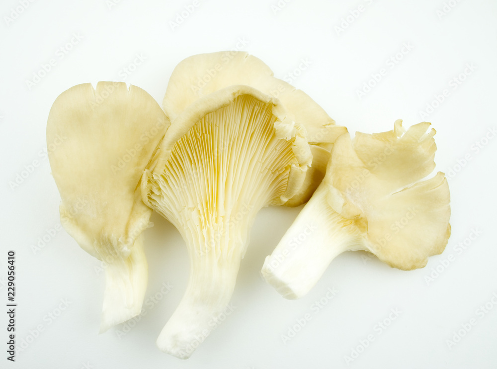 Fototapeta premium Fresh oyster mushrooms on white background